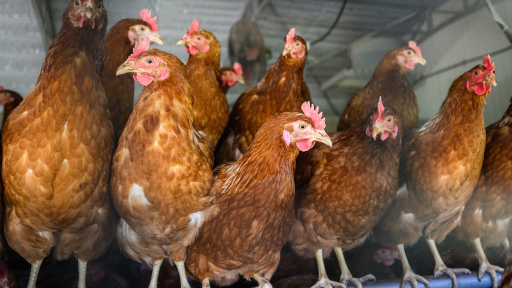Approximately 90 "backyard flock" birds in Northern California affected by avian flu — CBS Bay Area (KPIX), Yountville Community news