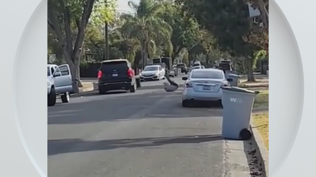 Federal immigration vehicle hits pedestrian in Woodland, police say — CBS Bay Area (KPIX), Yountville Health news