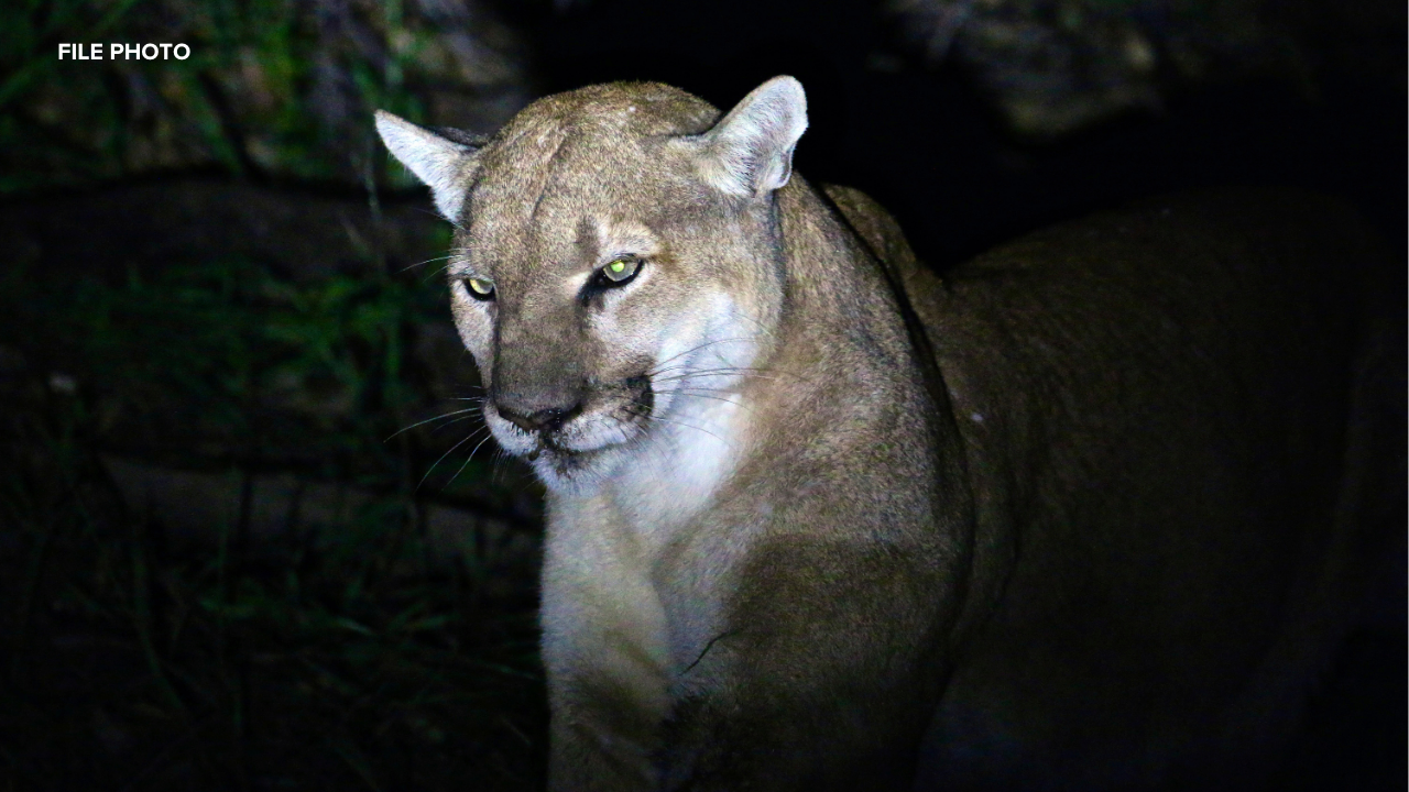 Hercules police urge caution after mountain lion sightings in neighborhood
— ABC 7 Bay Area