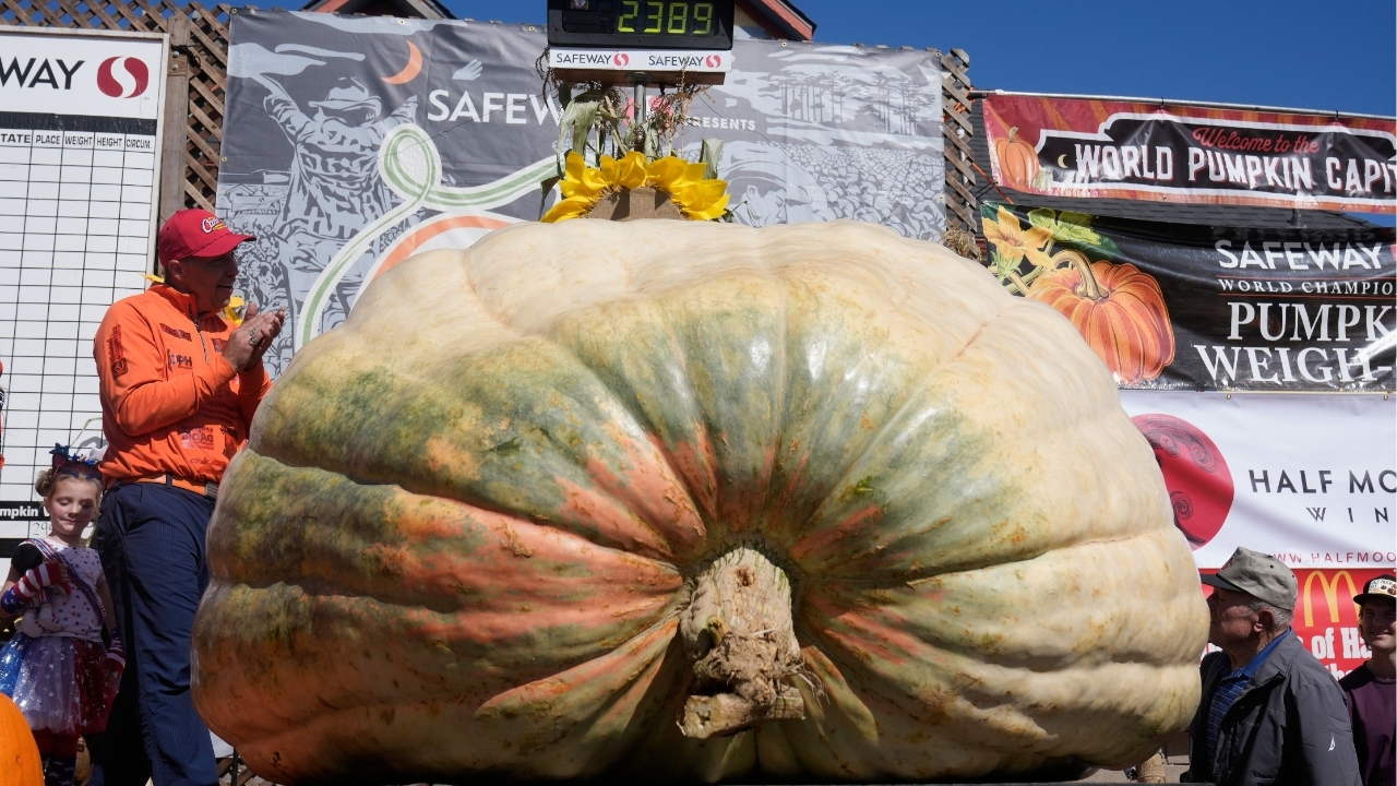 A giant pumpkin named Rocky gives a champion grower his California comeback
— ABC 7 Bay Area, Yountville Schools news