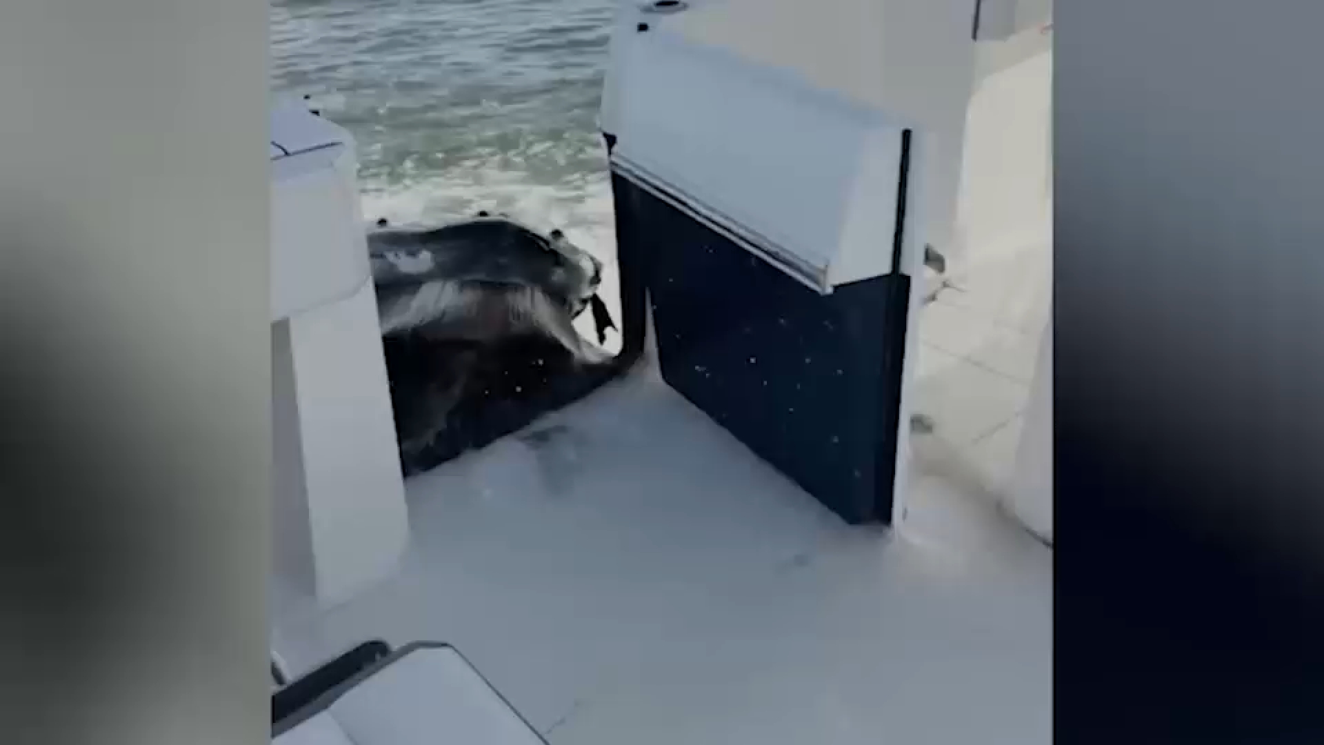 Video captures humpback whale crashing into boat off Long Island
— ABC 7 Bay Area, Yountville Community news