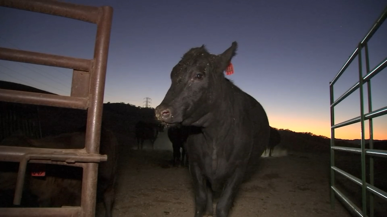 PG&E Public Safety Power Shutoffs leave Bay Area ranchers, residents frustrated
— ABC 7 Bay Area, Yountville Community news