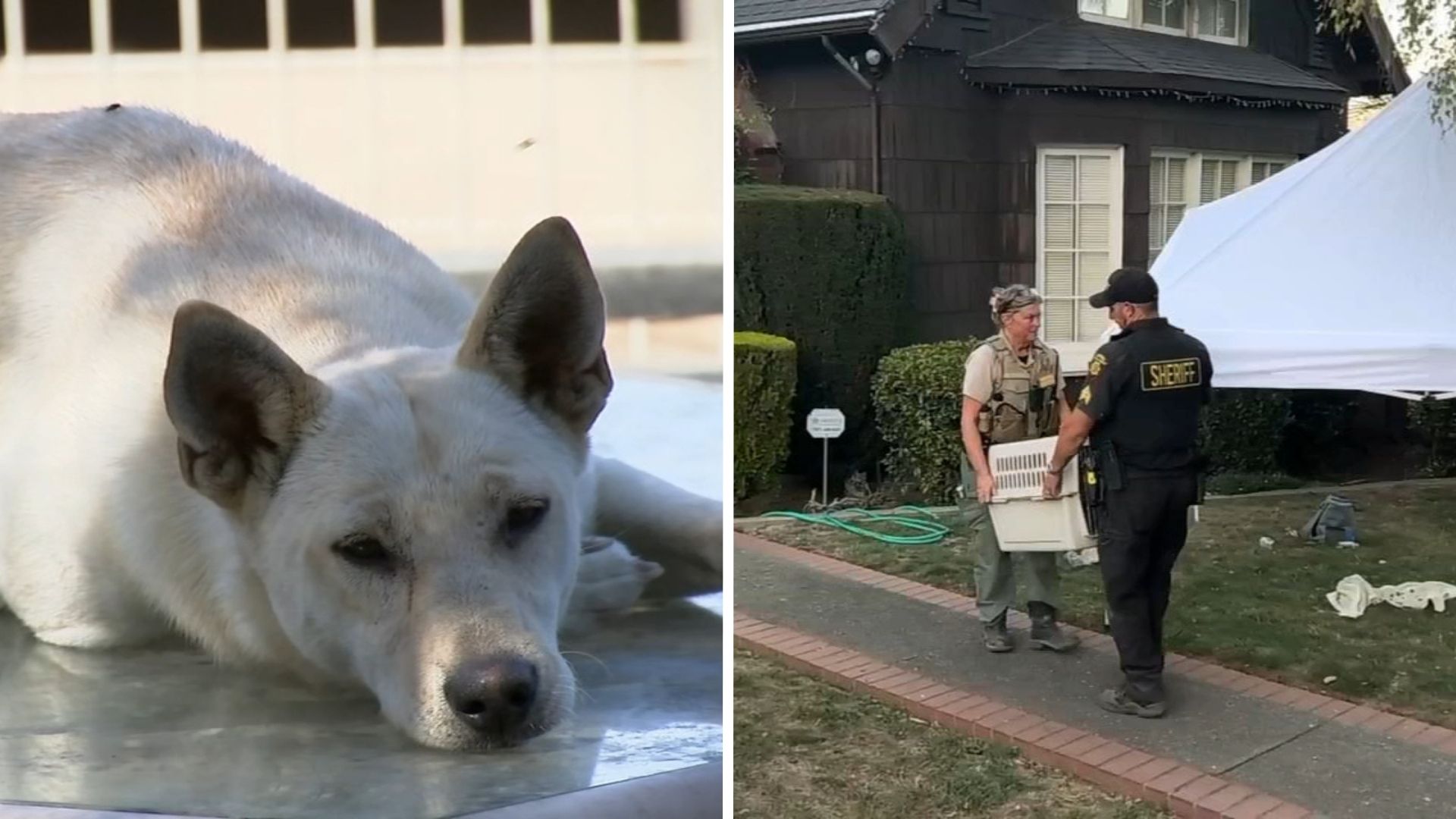 44 dogs removed from Vallejo 'hoarder' home linked to convicted breeder in animal cruelty case
— ABC 7 Bay Area, Yountville Real Estate news