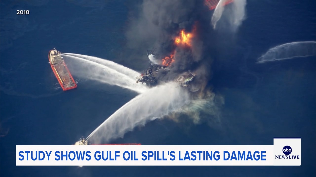 Marine life dramatically declined in Gulf of Mexico in years after BP oil spill, study finds
— ABC 7 Bay Area, Yountville Community news