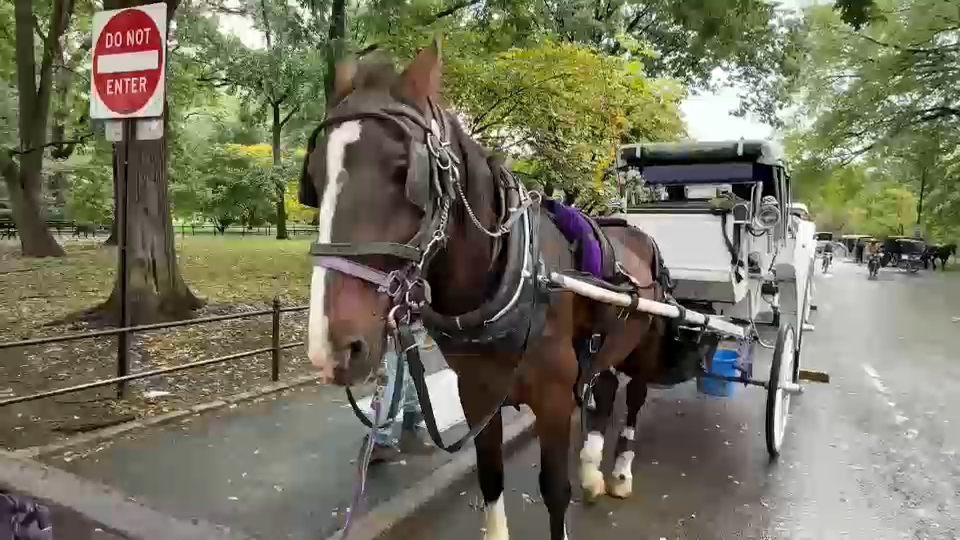 New York City Council passes law to phase out horse-drawn carriages by 2028
— ABC 7 Bay Area, Yountville Government news