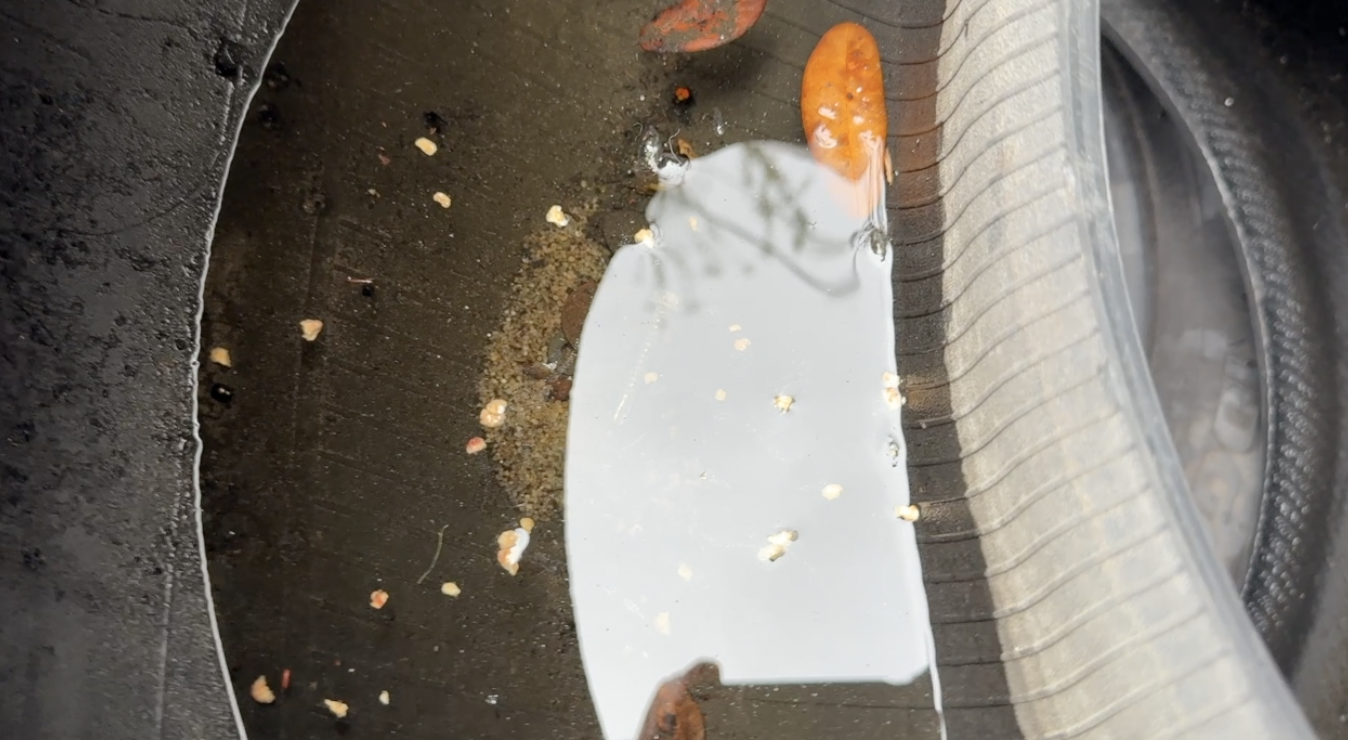 Dengue response: What Tampa Bay 28 found at a West Tampa tire shop — WFTS ABC Action News Tampa, Yountville Real Estate news
