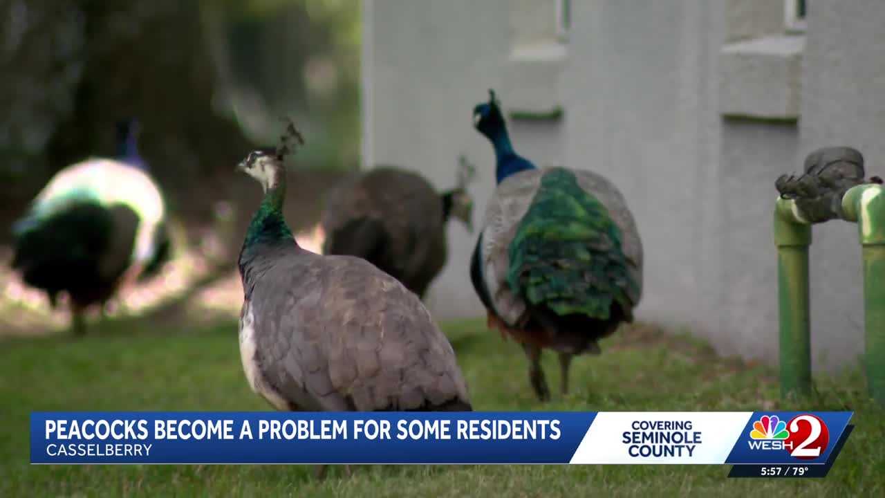 Peacocks vs. property owners: Casselberry rethinks peacock protections amid property damage complaints — WESH 2 Orlando, Yountville Real Estate news