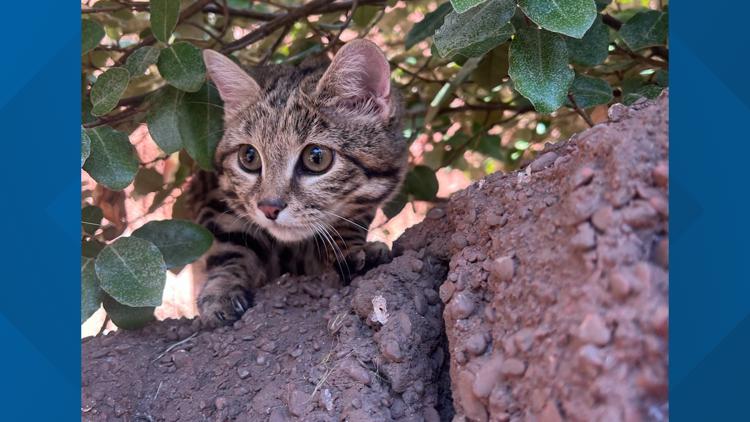 Maverick the Black-Footed Cat out on habitat at Cameron Park Zoo — KCEN (Central Texas), Yountville Community news