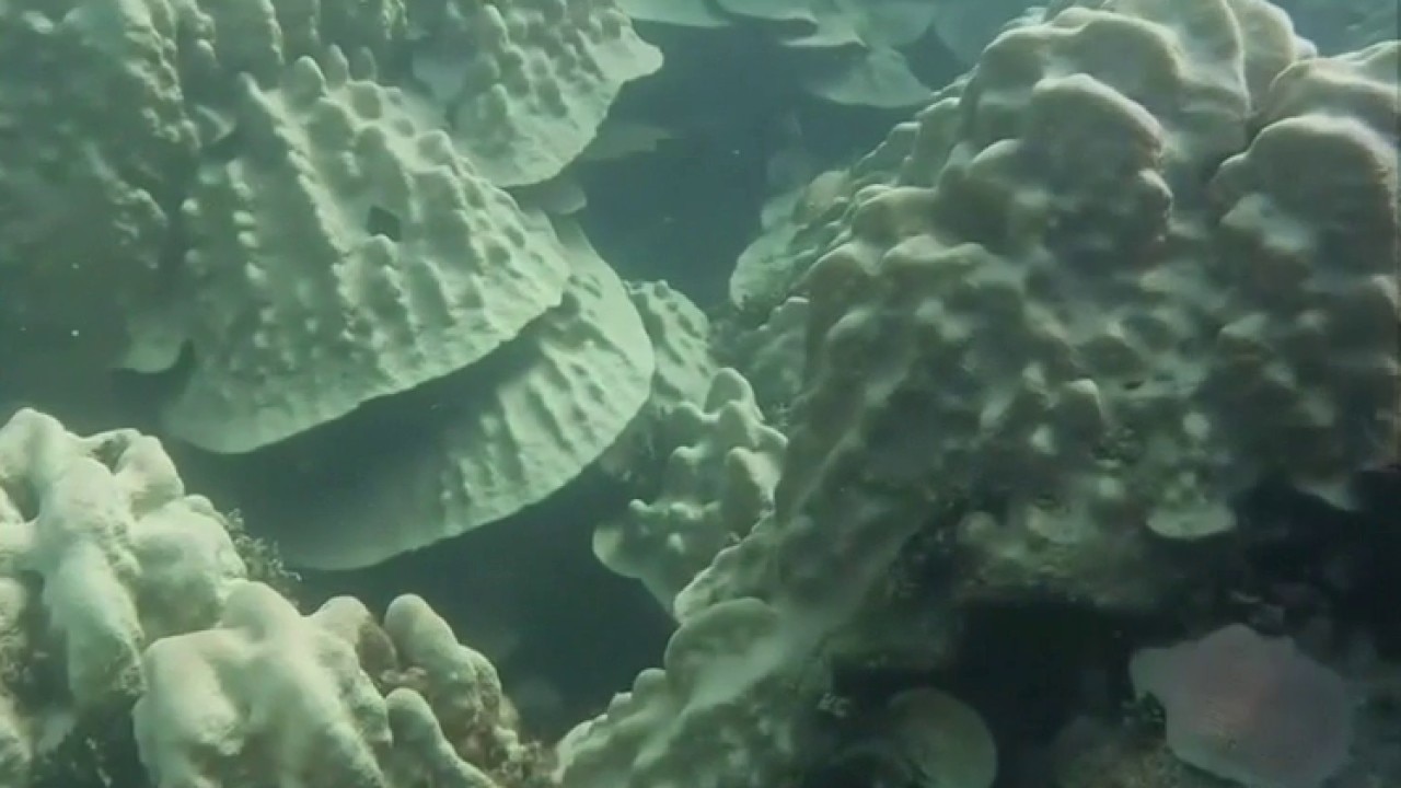 Stanford scientists discover method to help coral recover from bleaching — KTVU FOX 2 Bay Area, Yountville Health news
