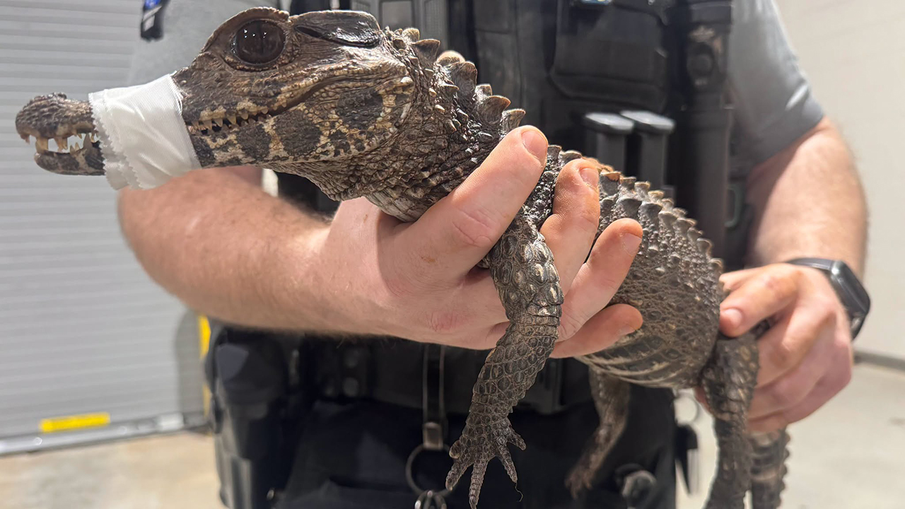 Watch: Deputies in Oklahoma capture escaped caiman after months on the loose — KTVU FOX 2 Bay Area, Yountville Community news
