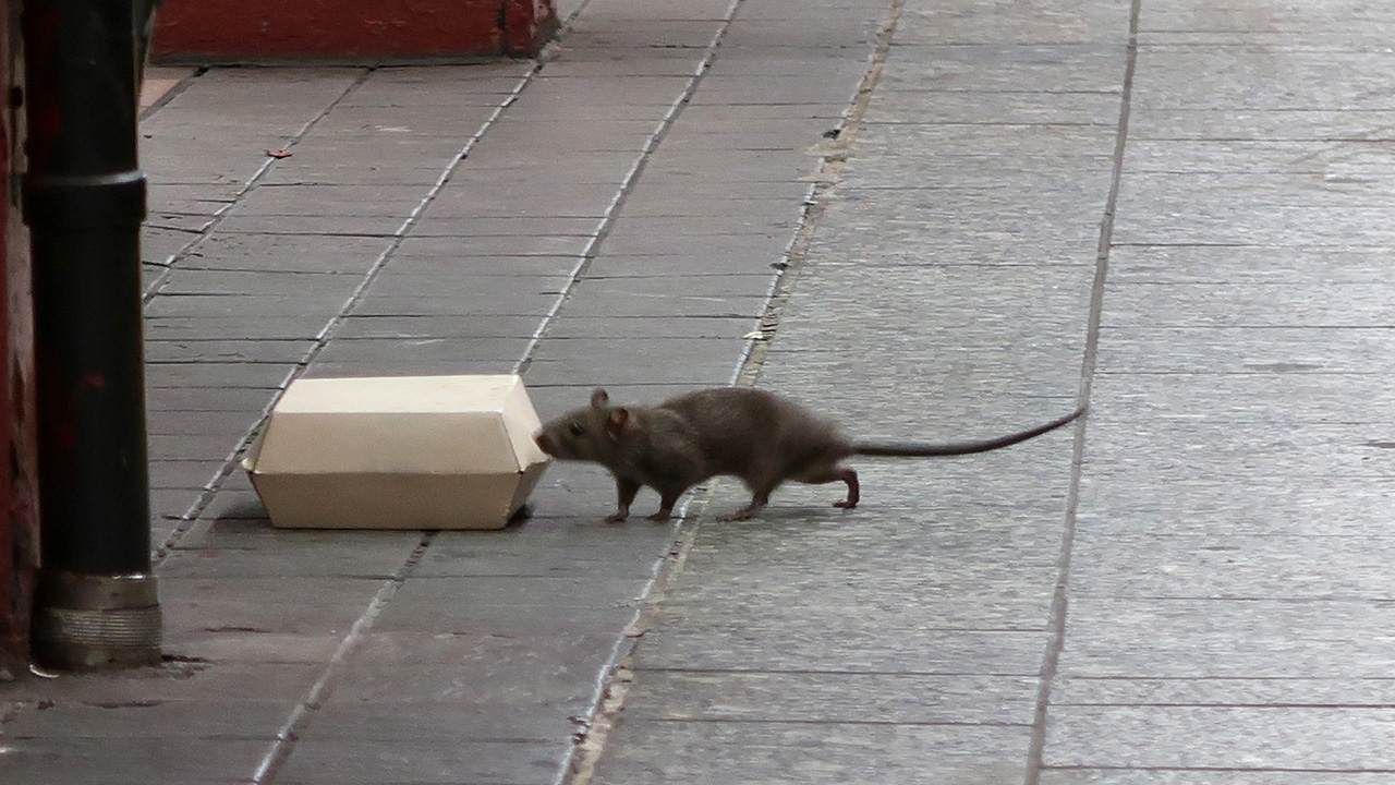 Rats and mice are the worst in these U.S. cities, new ranking finds — KTVU FOX 2 Bay Area, Yountville Business news
